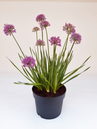 Afbeelding van Allium Millenium (r)
